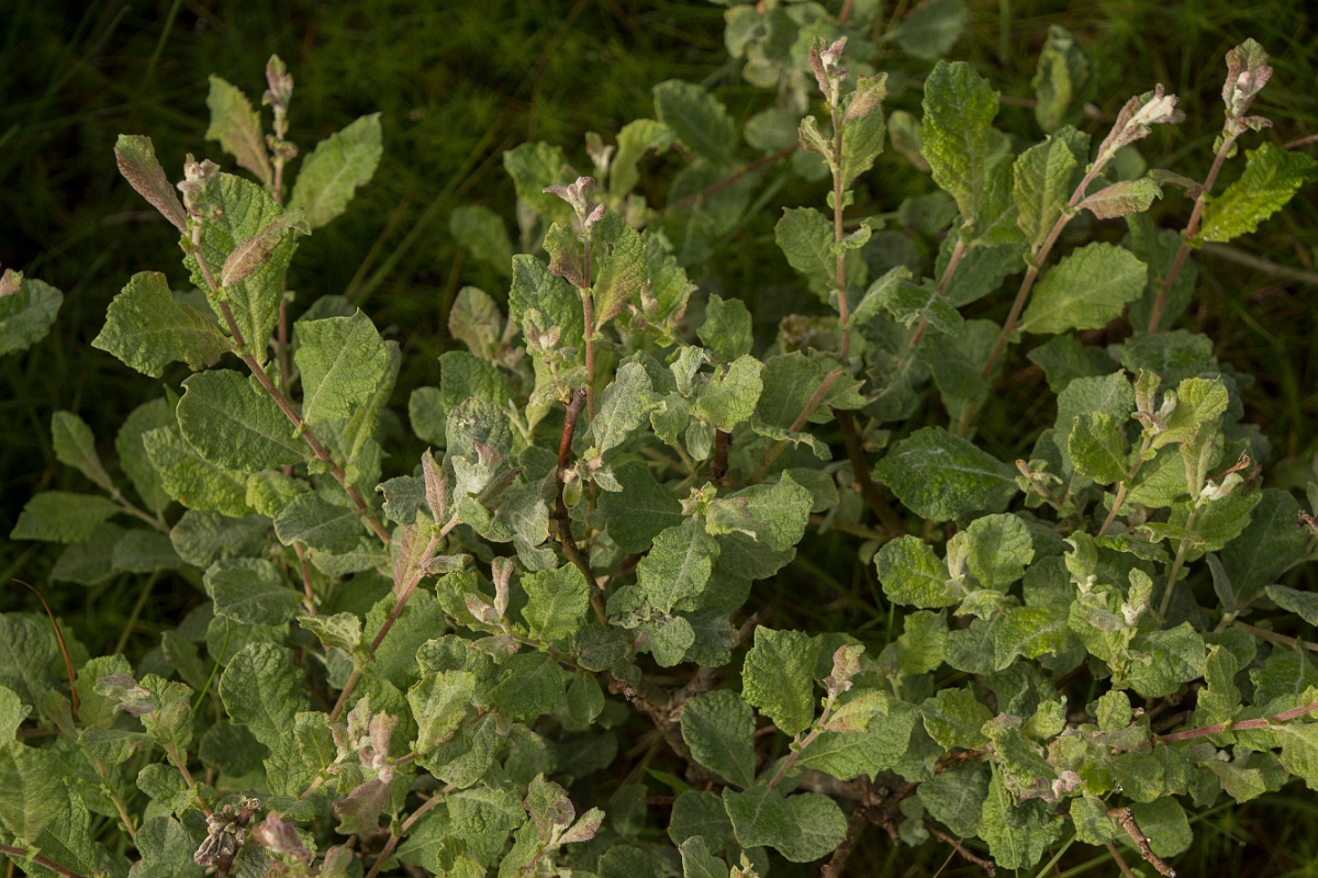 David Plant Photography - Wildlife Photography - Eared willow - G.jpg - Eared willow - Dumfries and Galloway