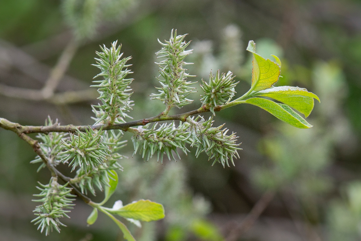 David Plant Photography - Wildlife Photography - Goat willow - A.JPG - Goat willow, female inflorescence - Bedfordshire