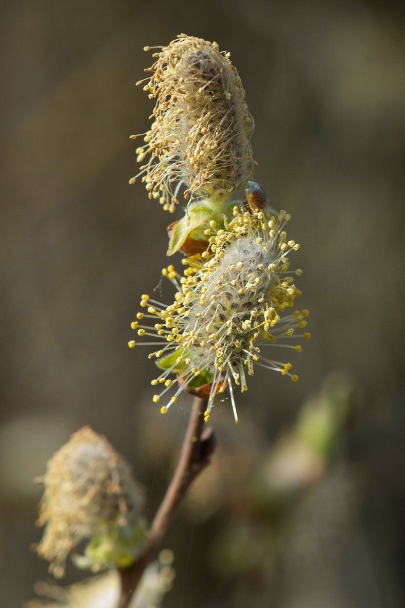 David Plant Photography - Wildlife Photography - Grey willow - A.JPG - Grey willow - Cambridgeshire
