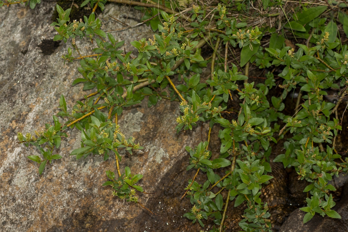 David Plant Photography - Wildlife Photography - Mountain willow - C.jpg - Mountain willow - Perthshire