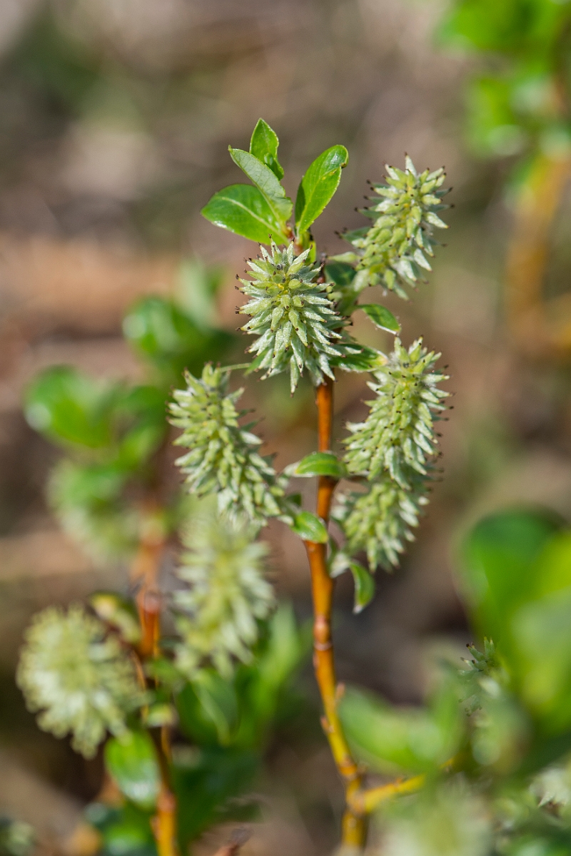 David Plant Photography - Wildlife Photography - Mountain willow - D.JPG - Mountain willow - Perthshire