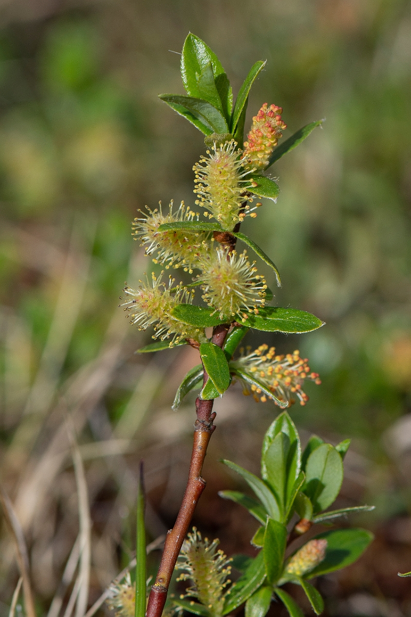 David Plant Photography - Wildlife Photography - Mountain willow - G.JPG - Mountain willow - Perthshire
