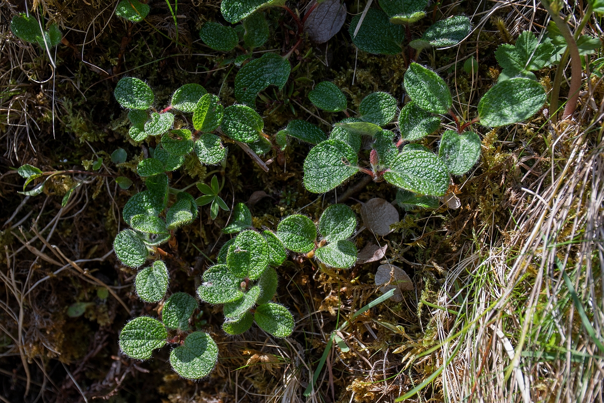David Plant Photography - Wildlife Photography - Net-leaved willow - B.JPG - Net-leaved willow - Perthshire