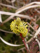 David Plant Photography - Wildlife Photographer - Creeping willow flowers - A