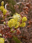 David Plant Photography - Wildlife Photographer - Creeping willow flowers - B