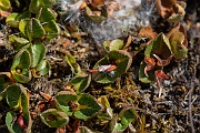 David Plant Photography - Wildlife Photography - Dwarf willow - C