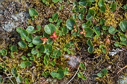 David Plant Photography - Wildlife Photography - Dwarf willow - G