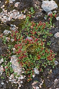 David Plant Photography - Wildlife Photography - Dwarf willow - K
