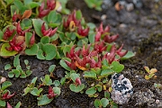 David Plant Photography - Wildlife Photography - Dwarf willow - L