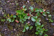 David Plant Photography - Wildlife Photography - Dwarf willow - N