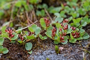 David Plant Photography - Wildlife Photography - Dwarf willow - Q