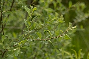 David Plant Photography - Wildlife Photography - Eared willow - C