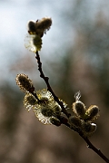 David Plant Photography - Wildlife Photography - Grey willow - B