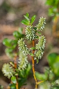 David Plant Photography - Wildlife Photography - Mountain willow - D