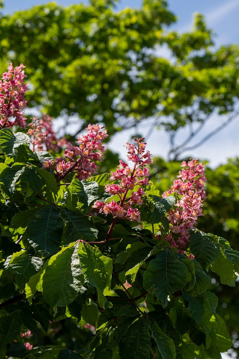David Plant Photography - Wildlife Photography - Red horsechestnut - A.JPG - Red horse chestnut - Kent