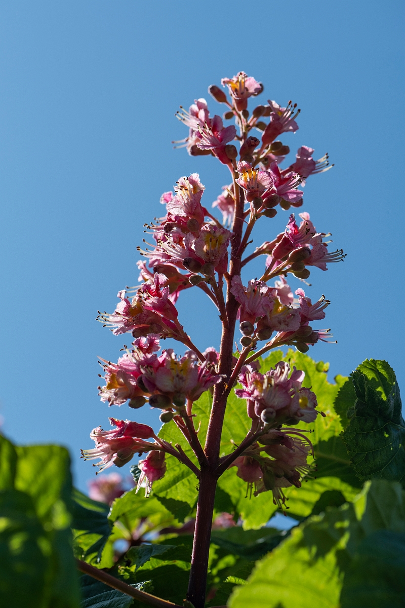 David Plant Photography - Wildlife Photography - Red horsechestnut - B.JPG - Red horse chestnut - Kent
