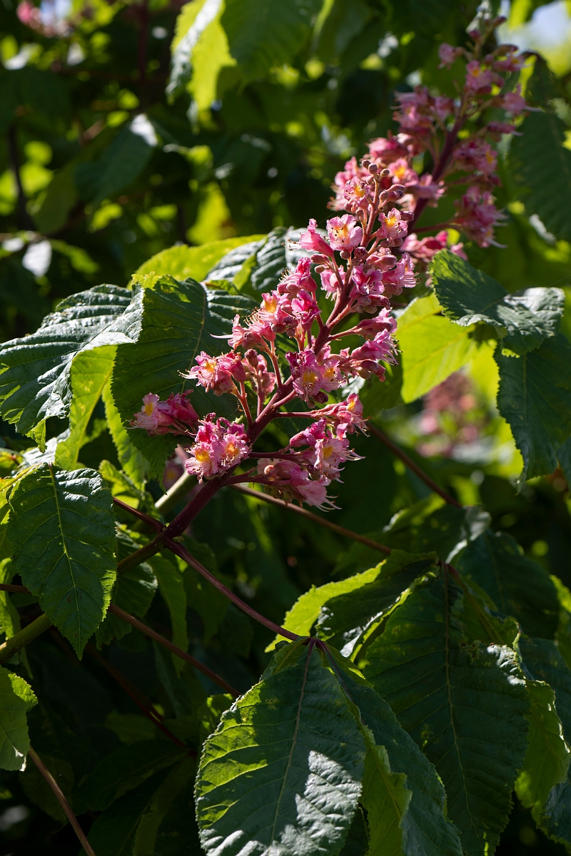 David Plant Photography - Wildlife Photography - Red horsechestnut - D.JPG - Red horse chestnut - Kent