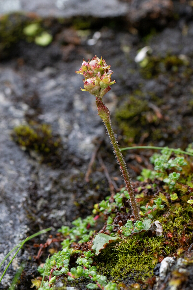 David Plant Photography - Wildlife Photography - Alpine saxifrage - A.jpg - Alpine saxifrage - Cairngorms