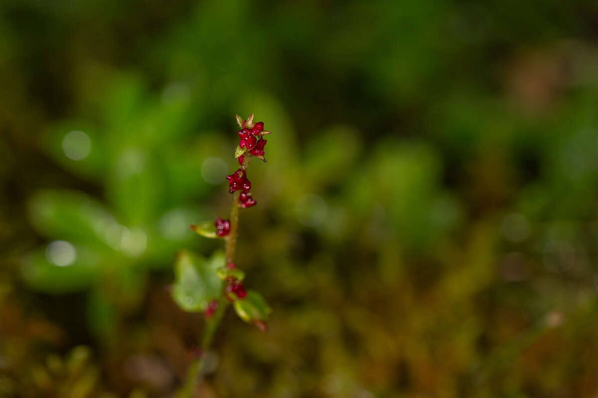 David Plant Photography - Wildlife Photography - Drooping saxifrage - A.jpg - Drooping saxifrage - Perthshire