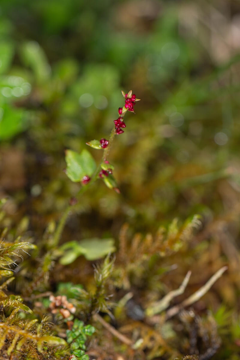David Plant Photography - Wildlife Photography - Drooping saxifrage - B.jpg - Drooping saxifrage - Perthshire