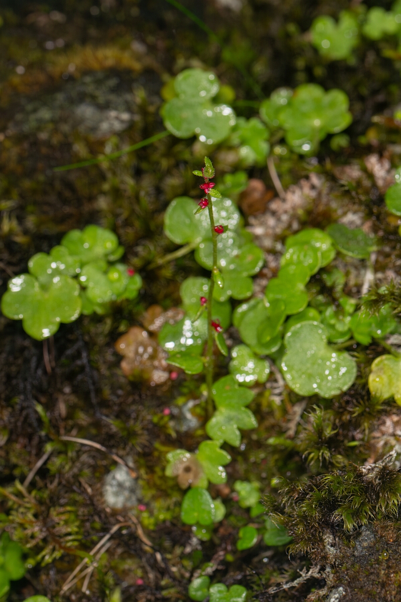 David Plant Photography - Wildlife Photography - Drooping saxifrage - C.jpg - Drooping saxifrage - Perthshire