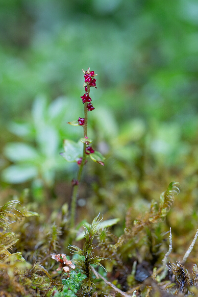 David Plant Photography - Wildlife Photography - Drooping saxifrage - D.jpg - Drooping saxifrage - Perthshire