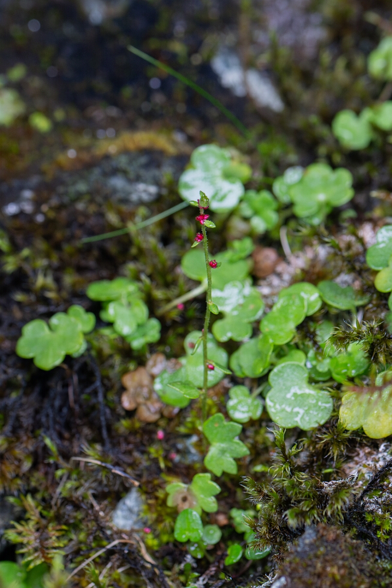 David Plant Photography - Wildlife Photography - Drooping saxifrage - E.jpg - Drooping saxifrage - Perthshire
