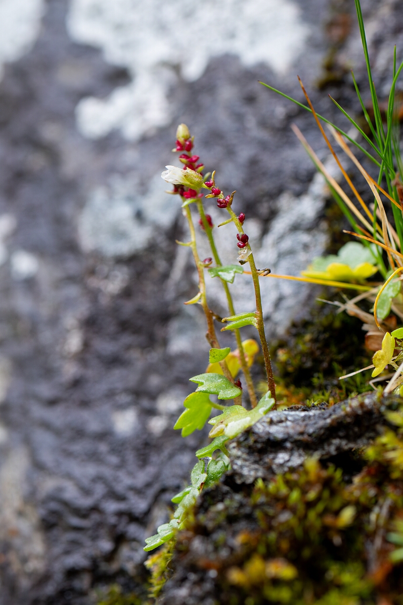 David Plant Photography - Wildlife Photography - Drooping saxifrage - F.jpg - Drooping saxifrage - Perthshire