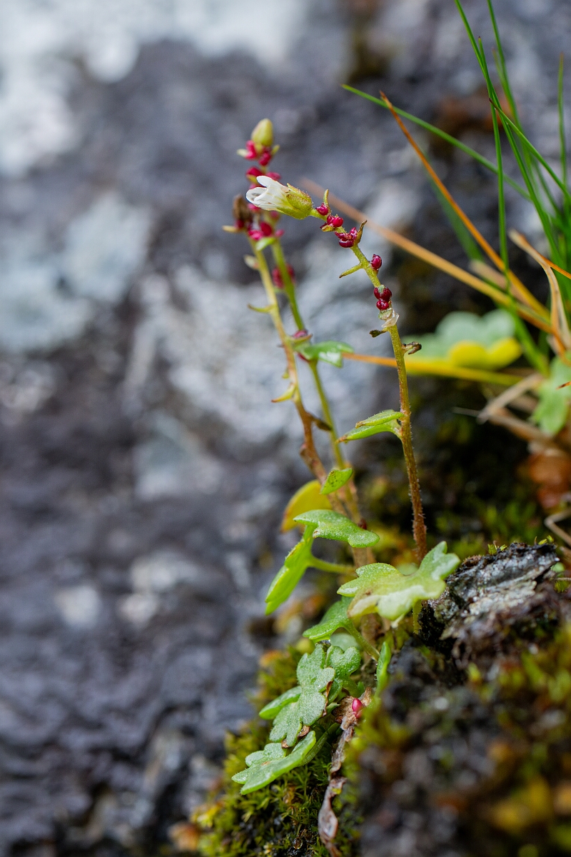 David Plant Photography - Wildlife Photography - Drooping saxifrage - I.jpg - Drooping saxifrage - Perthshire