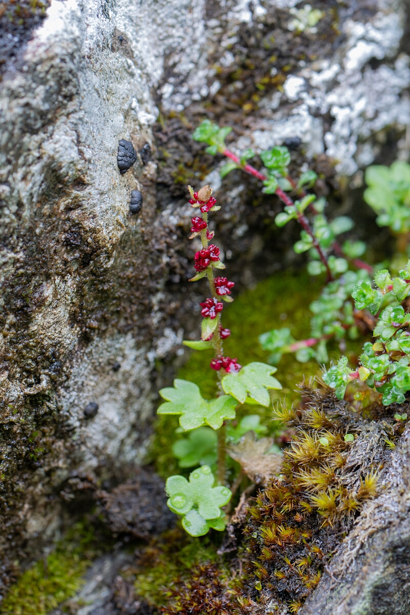 David Plant Photography - Wildlife Photography - Drooping saxifrage - J.jpg - Drooping saxifrage - Perthshire