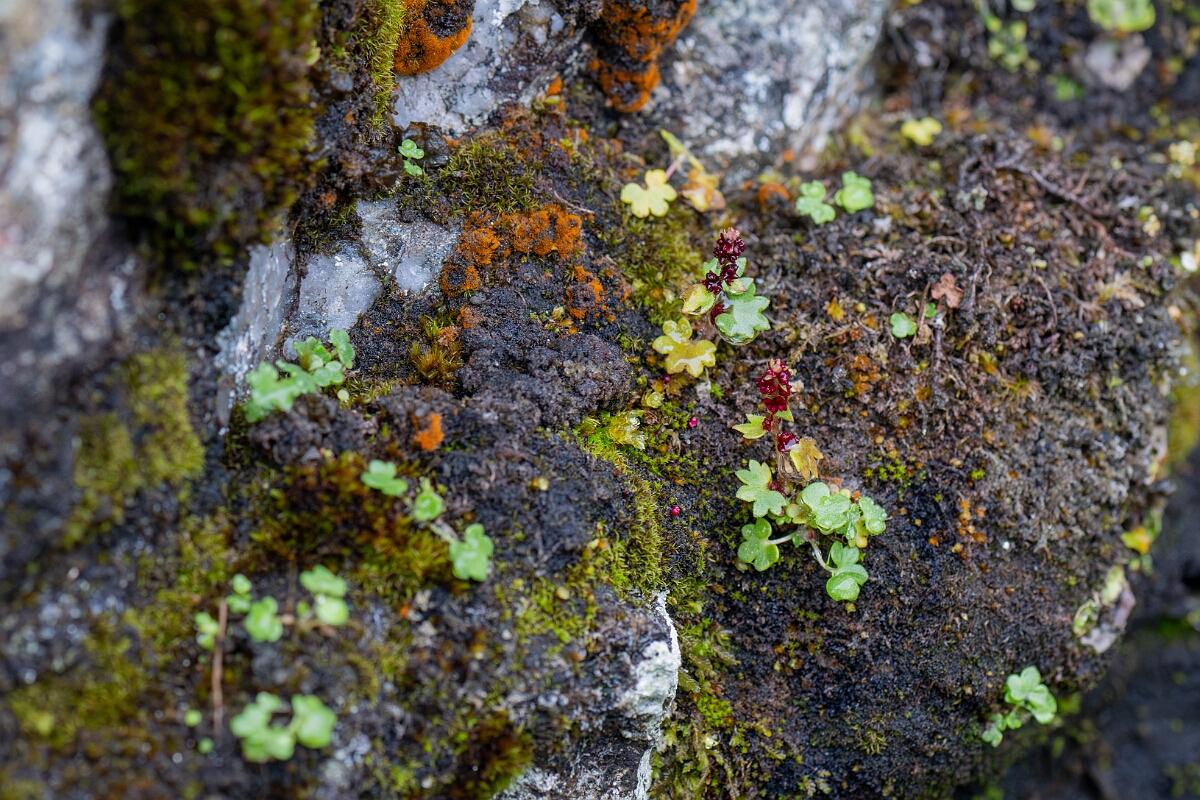 David Plant Photography - Wildlife Photography - Drooping saxifrage - K.jpg - Drooping saxifrage - Perthshire