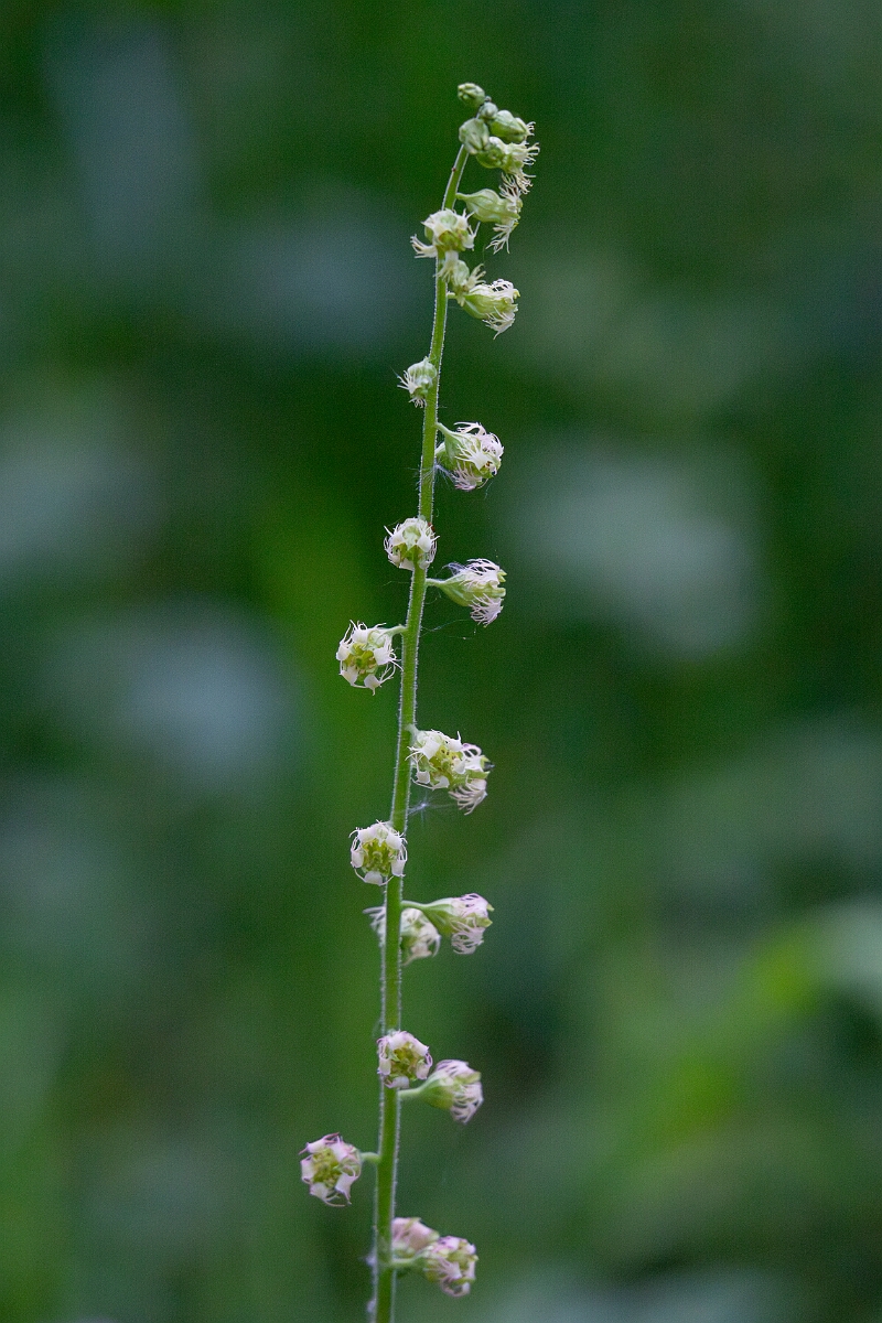 David Plant Photography - Wildlife Photography - Fringe cups - B.jpg - Fringe cups - Gwynedd