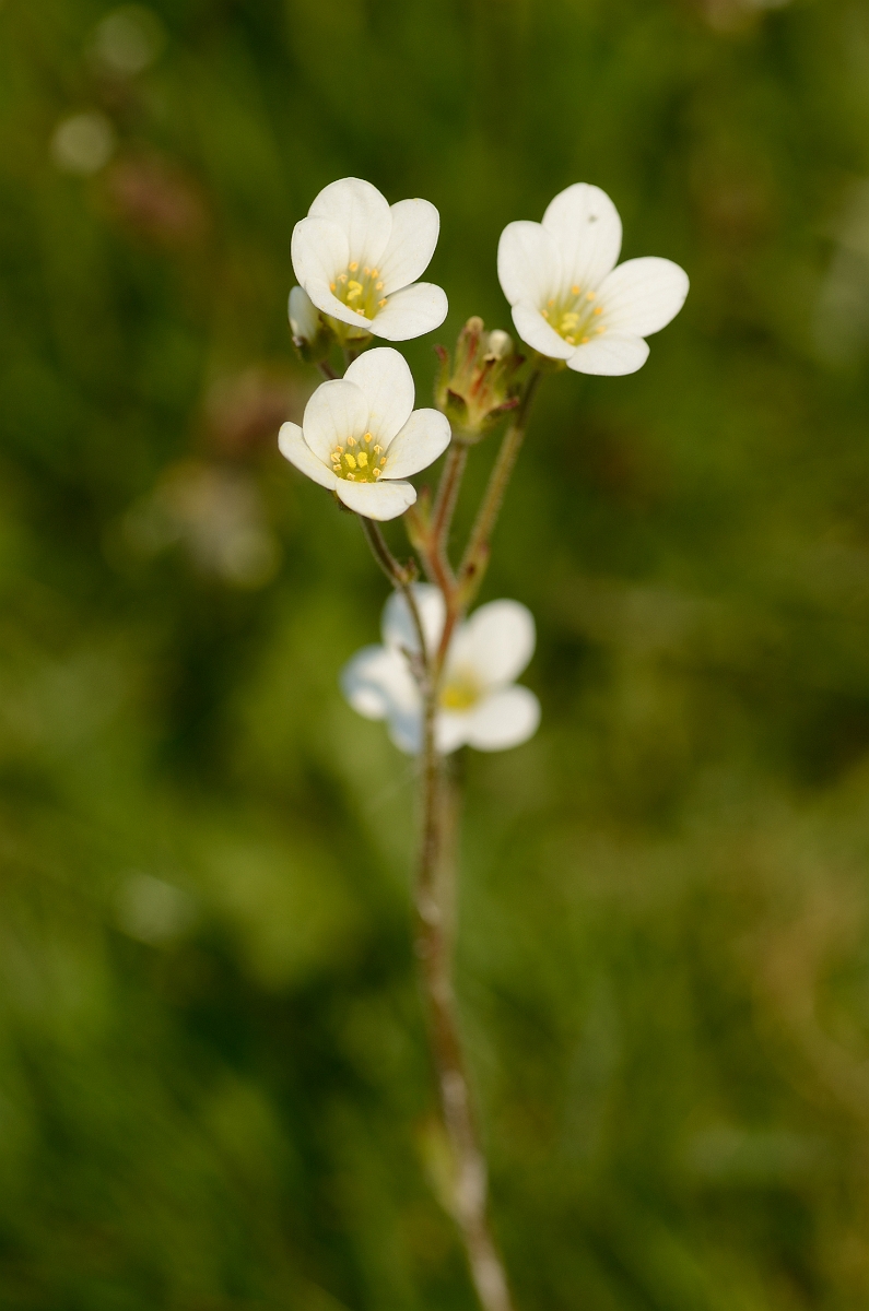 David Plant Photography - Wildlife Photography - Meadow saxifrage - A.jpg - Meadow saxifrage plant - Wiltshire