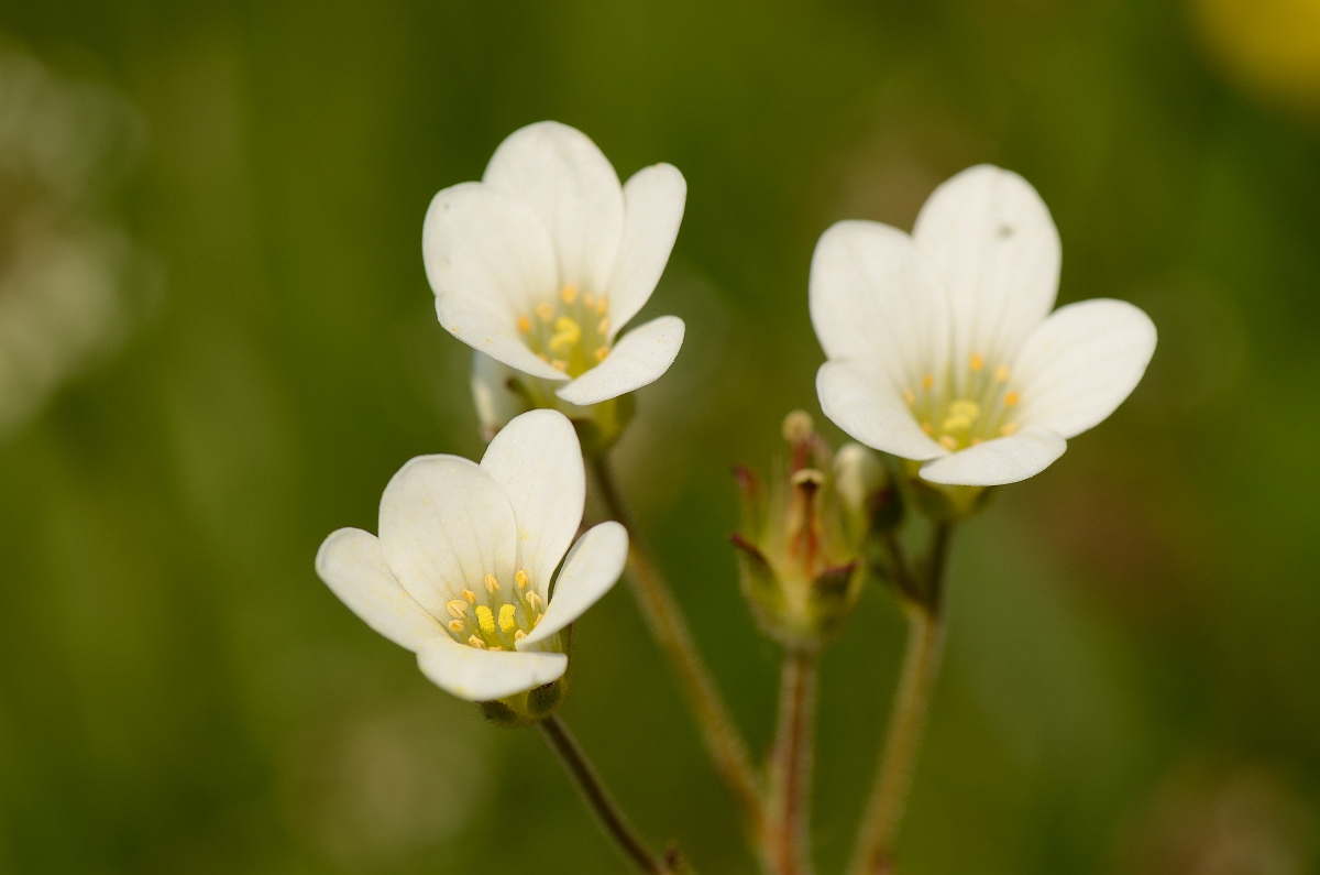 David Plant Photography - Wildlife Photography - Meadow saxifrage - B.jpg - Meadow saxifrage flowers - Wiltshire