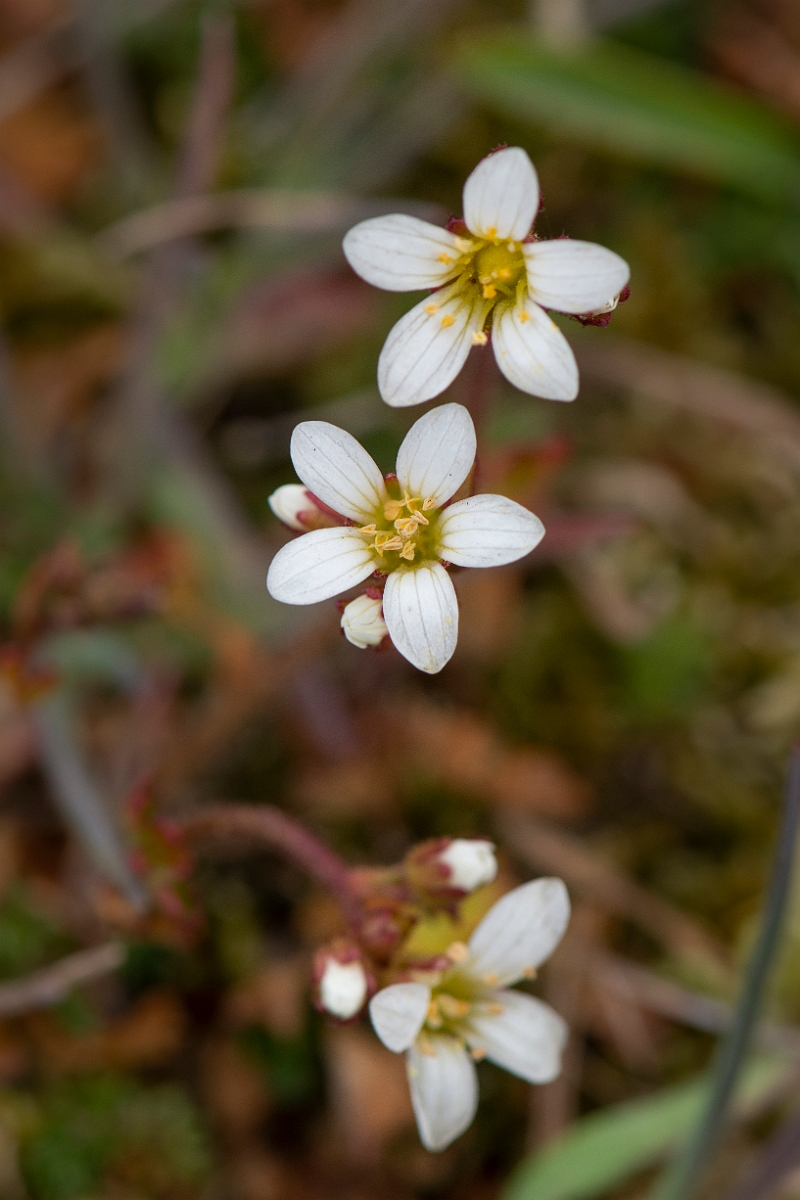 David Plant Photography - Wildlife Photography - Meadow saxifrage - D.JPG - Meadow saxifrage flowers - Suffolk