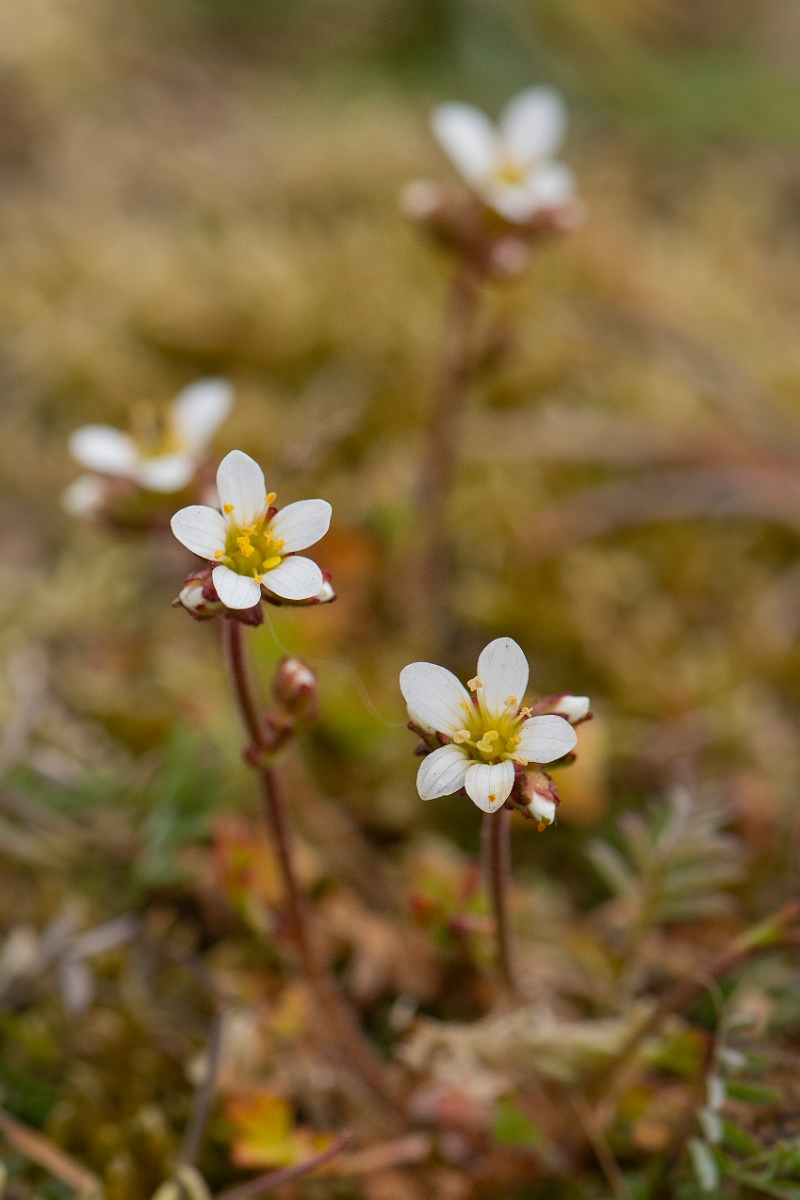 David Plant Photography - Wildlife Photography - Meadow saxifrage - E.JPG - Meadow saxifrage flowers - Suffolk