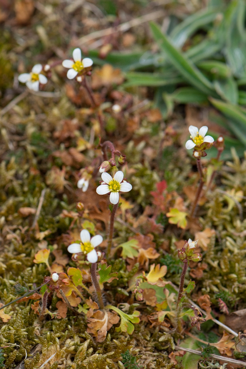 David Plant Photography - Wildlife Photography - Meadow saxifrage - G.JPG - Meadow saxifrage plant - Suffolk