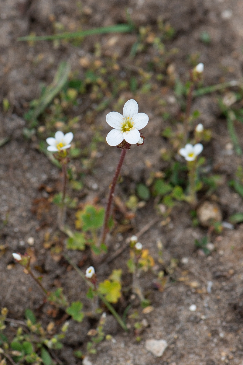 David Plant Photography - Wildlife Photography - Meadow saxifrage - H.JPG - Meadow saxifrage plant - Suffolk