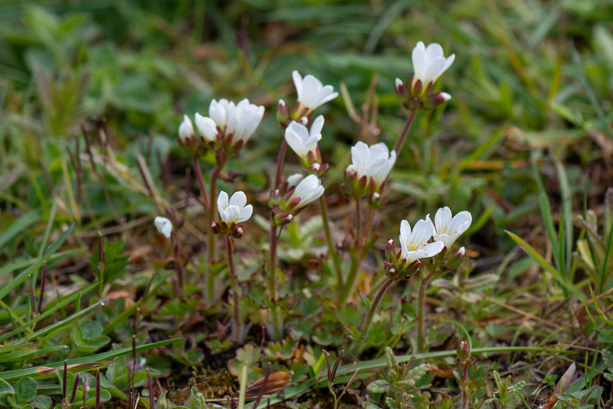 David Plant Photography - Wildlife Photography - Meadow saxifrage - J.JPG - Meadow saxifrage plant - Cotswolds