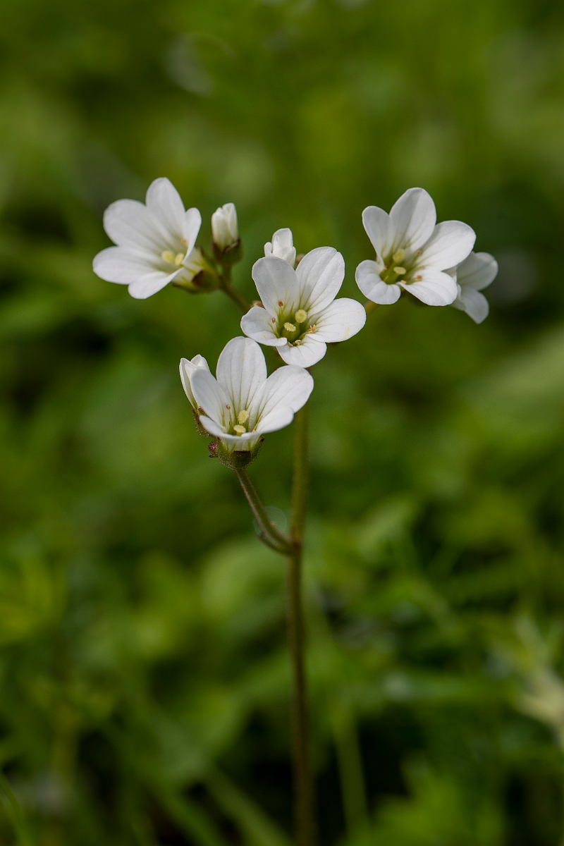 David Plant Photography - Wildlife Photography - Meadow saxifrage - K.JPG - Meadow saxifrage - Gloucestershire