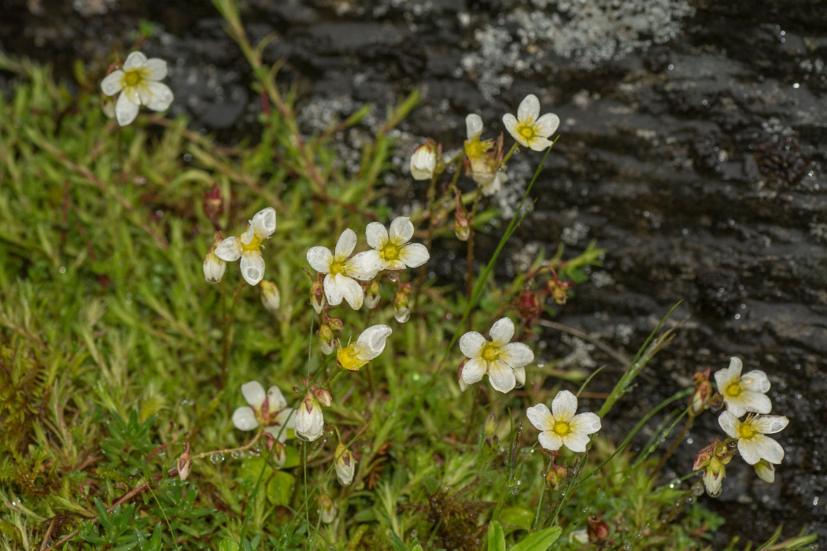 David Plant Photography - Wildlife Photography - Mossy saxifrage - A.jpg - Mossy saxifrage - Perthshire
