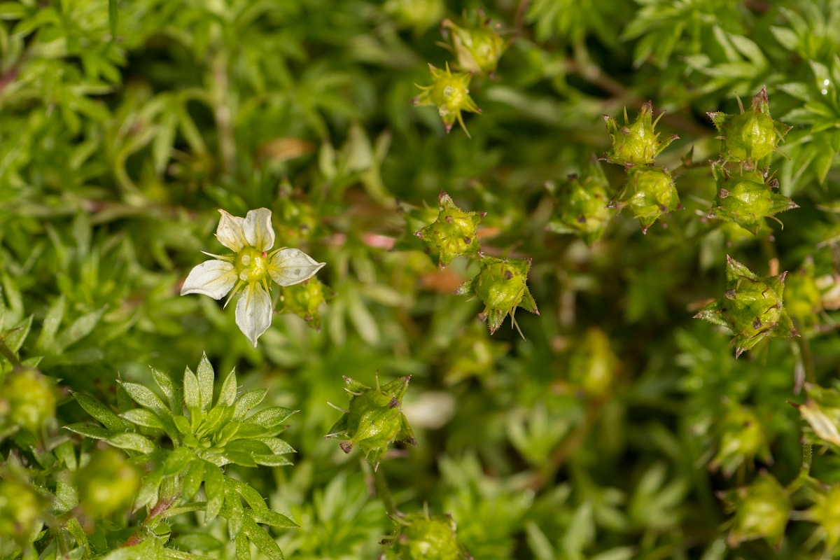 David Plant Photography - Wildlife Photography - Mossy saxifrage - B.jpg - Mossy saxifrage - Dumfries and Galloway