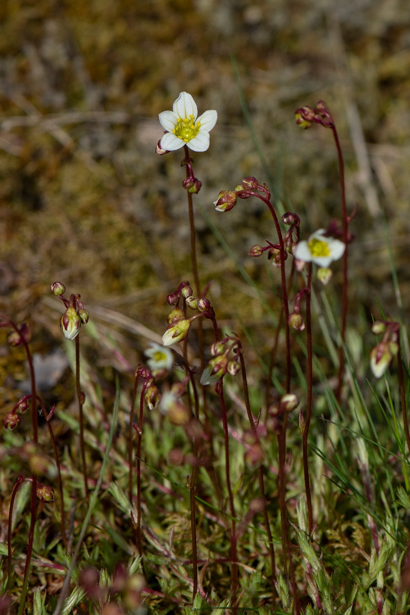 David Plant Photography - Wildlife Photography - Mossy saxifrage - D.JPG - Mossy saxifrage - Perthshire