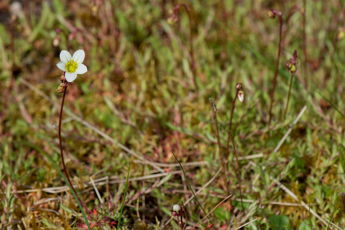 David Plant Photography - Wildlife Photography - Mossy saxifrage - E.JPG - Mossy saxifrage - Perthshire