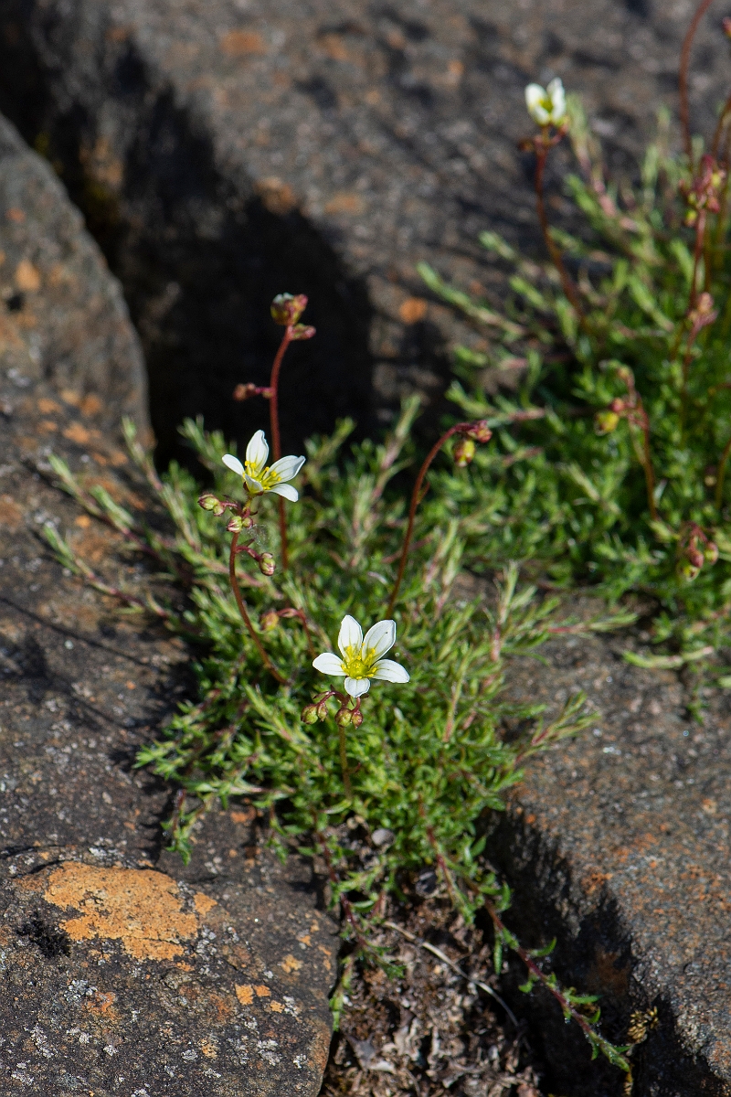 David Plant Photography - Wildlife Photography - Mossy saxifrage - G.JPG - Mossy saxifrage - Perthshire