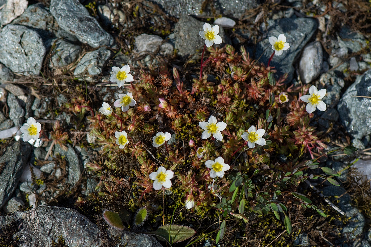 David Plant Photography - Wildlife Photography - Mossy saxifrage - H.JPG - Mossy saxifrage - Perthshire