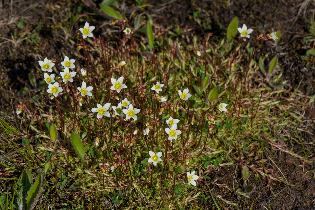 David Plant Photography - Wildlife Photography - Mossy saxifrage - I.JPG - Mossy saxifrage - Perthshire