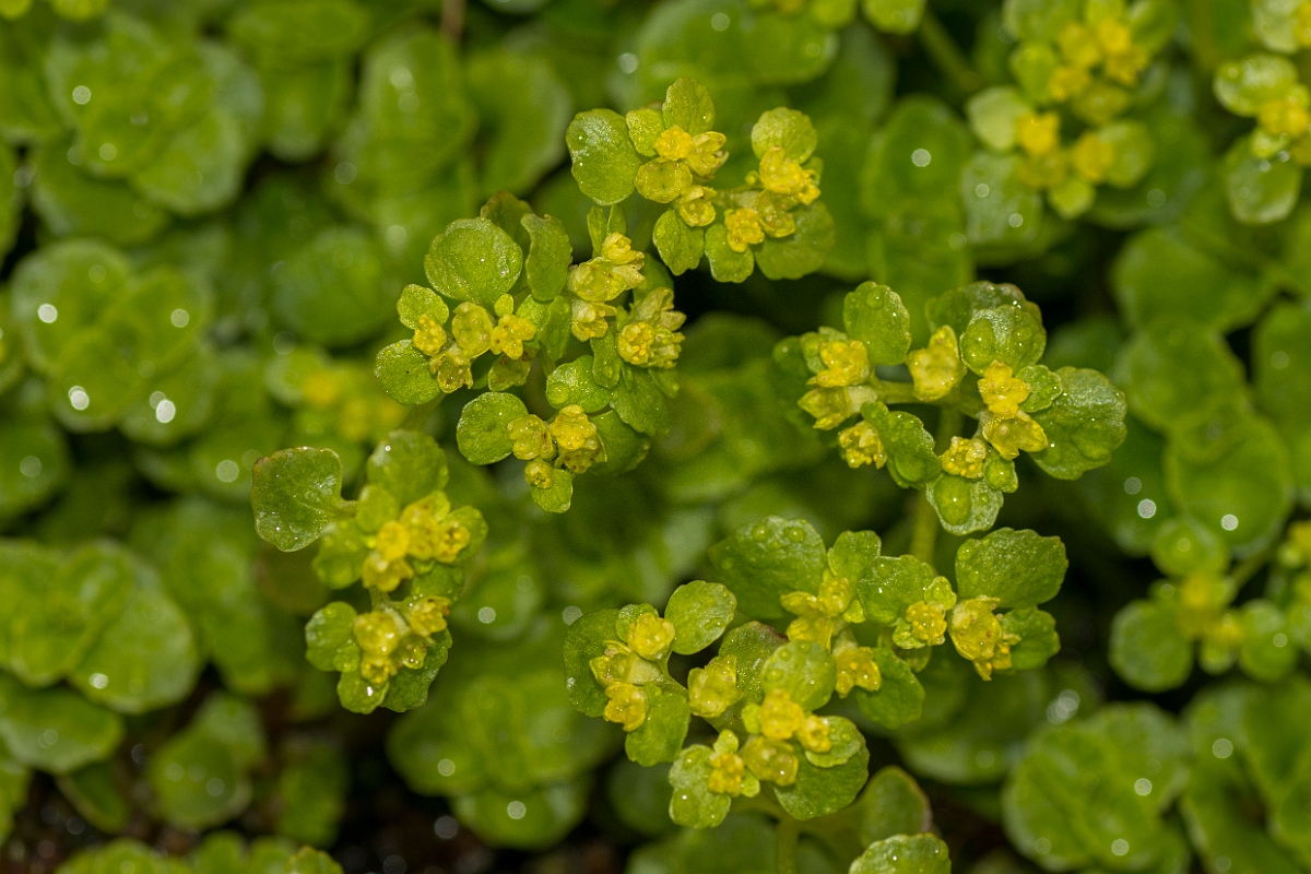David Plant Photography - Wildlife Photography - Opposite-leaved golden-saxifrage - C.jpg - Opposite-leaved golden-saxifrage - Perthshire