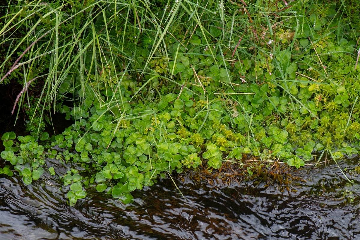 David Plant Photography - Wildlife Photography - Opposite-leaved golden-saxifrage - D.JPG - Opposite-leaved golden-saxifrage - Cairngorms