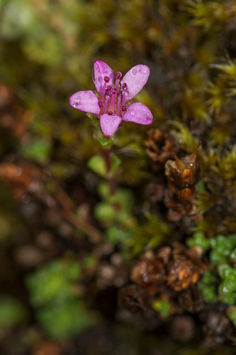 David Plant Photography - Wildlife Photography - Purple saxifrage - A.jpg - Purple saxifrage - Perthshire